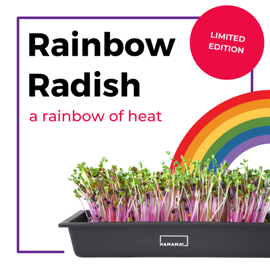 Rainbow Radish 10-Pack