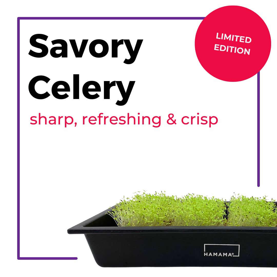 Savory Celery 10-Pack