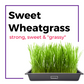 Cat Grass Starter Kit