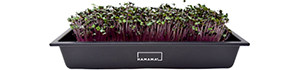 Cruciferous Cabbage